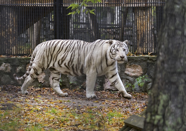 Ein weißer Tiger spaziert im Gehege des Zoos von Nowosibirsk - dem größten in Russland. Sibirien