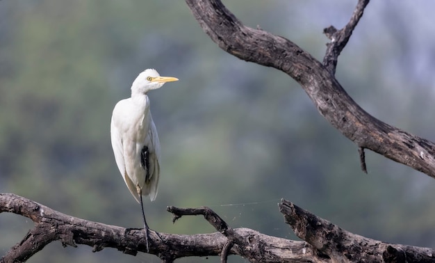 Ein weißer Vogel mit langem Schwanz sitzt auf einem Ast.