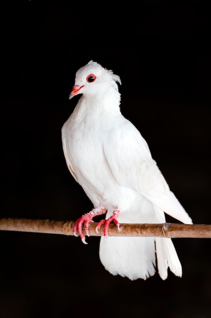 Ein weißer Vogel mit roten Augen sitzt auf einem Ast.