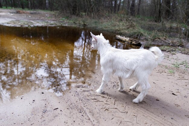 Ein weißer Ziegenbock schaut auf eine Pfütze Hochwertiges Foto