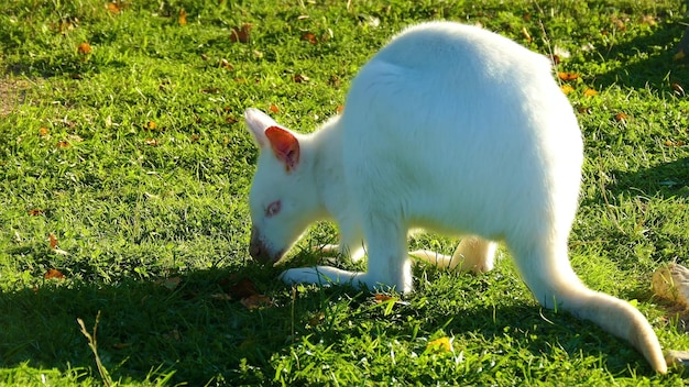 Ein weißes Albinobaby frisst Gras