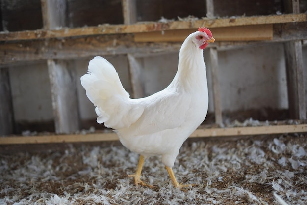 Ein weißes Huhn mit einem roten Schwanz