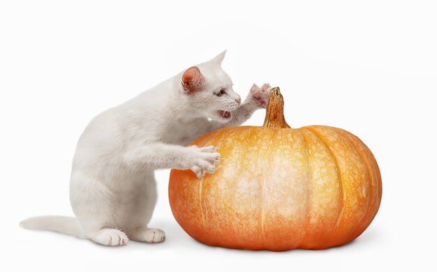 Foto ein weißes kätzchen hält einen kürbis in seinen krallen