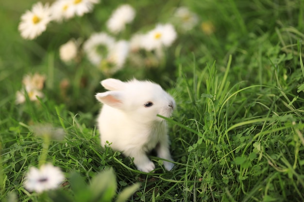 Ein weißes Kaninchen im Gras