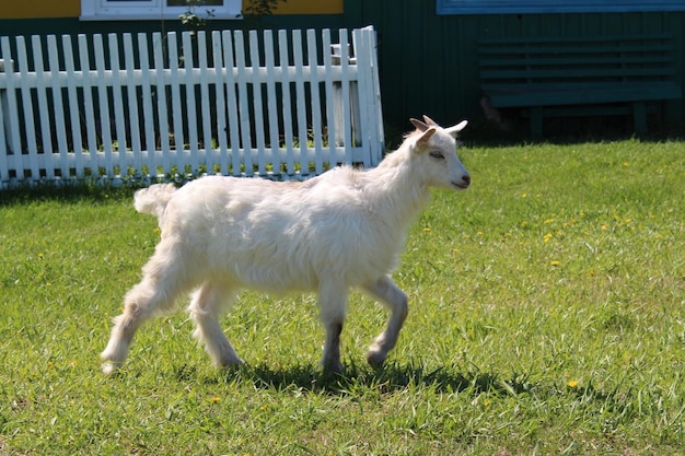 Ein weißes Kind geht auf dem grünen, saftigen Gras im Dorf spazieren. Im Hintergrund befindet sich ein weißer Zaun