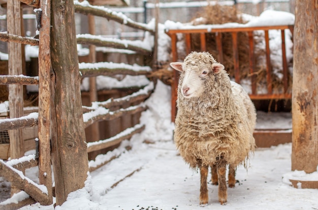 Ein weißes lockiges Schaf in einem Holzstift. Schafzucht im Winter. Haushalt.