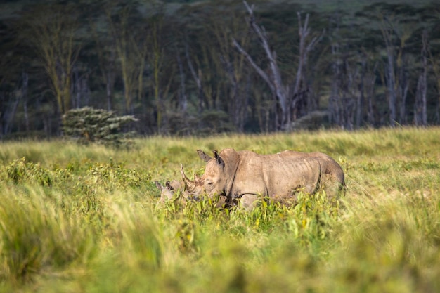 Ein weißes Nashornkalb im Nakuru-Nationalpark in Kenia