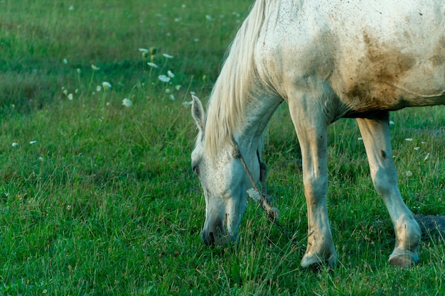 Ein weißes Pferd auf einer Weide frisst grünes Gras Ein Pferd geht während des Sonnenuntergangs auf einer grünen Wiese spazieren Viehzucht Fleisch und Milchproduktion