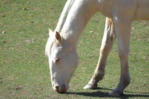 Ein weißes Pferd, das auf dem Gras weiden lässt