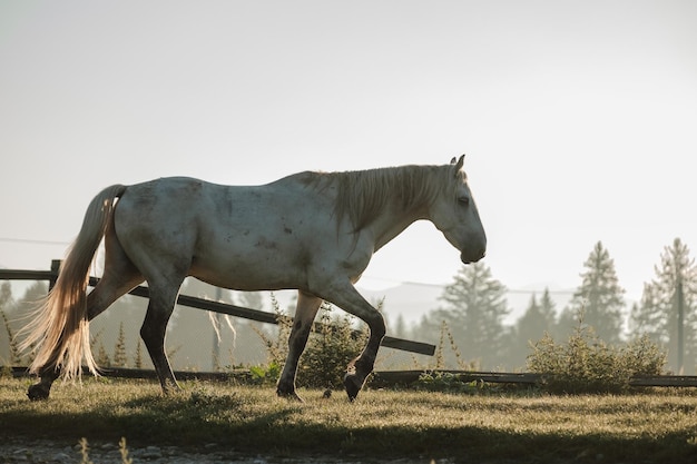 Ein weißes Pferd, das im Sommersonnenaufgang weiden lässt