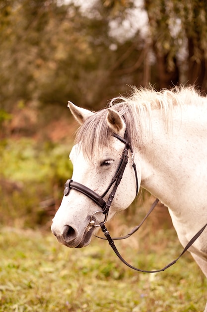 Ein weißes Pferd, das in einer Natur in einer Pferdefarm steht