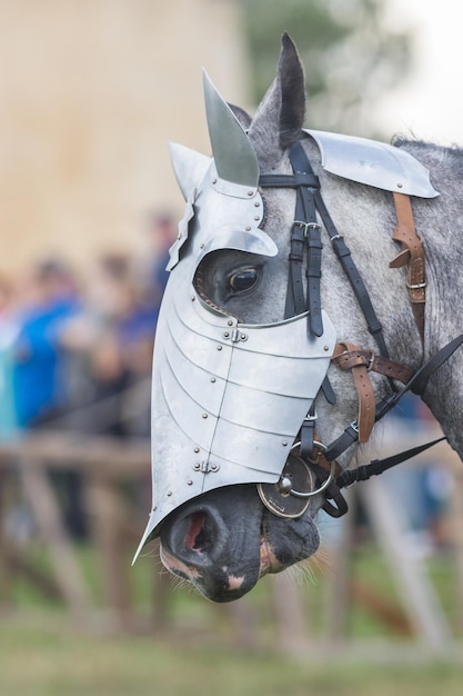 Ein weißes Pferdegesicht mit einem Schutzhelm