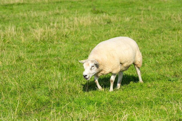 Ein weißes Schaf frisst auf der Farm grünes Gras