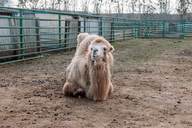 Ein weißes Trampeltier liegt in seiner Koppel auf einem Bauernhof am Boden. Camelus bactrianus, ein großes Huftier, das in den Steppen Zentralasiens lebt.