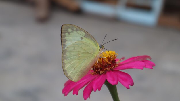 ein Weißkohlschmetterling, der den Nektar einer Zinnienblüte saugt