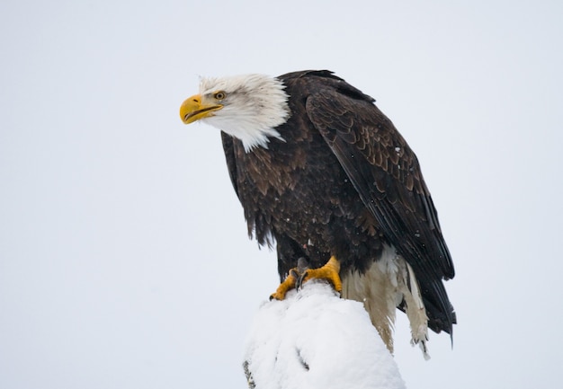 Ein Weißkopfseeadler sitzt auf einem Baum