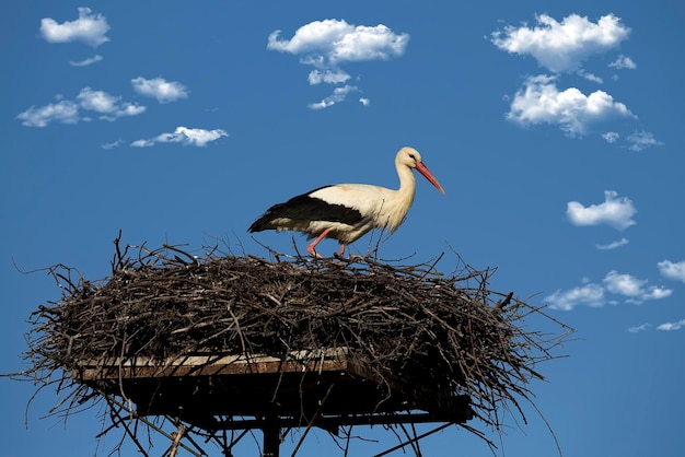 Ein Weißstorch sitzt auf einem Nest