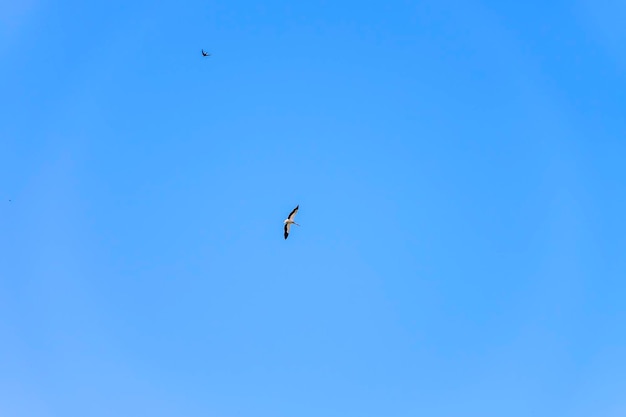 Ein Weißstorch und ein Mauersegler in der Ferne an einem wolkenlosen blauen Himmel Ciconia ciconia apus apus