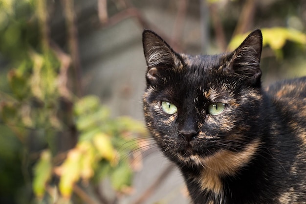 Ein weiteres Porträt einer obdachlosen Straßenkatze