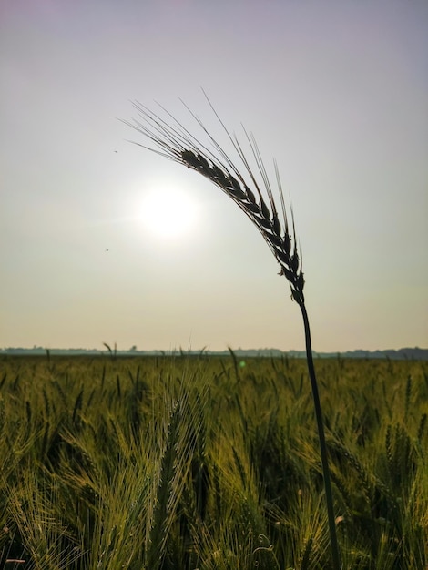 Ein Weizenfeld, hinter dem die Sonne untergeht