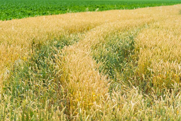 Ein Weizenfeld Hintergrund Natur Sommerernte