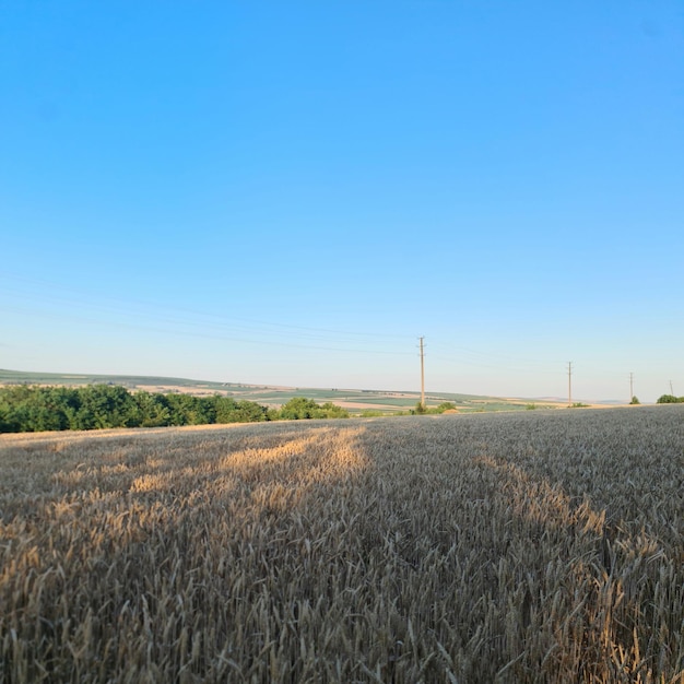 Ein Weizenfeld mit Bäumen im Hintergrund