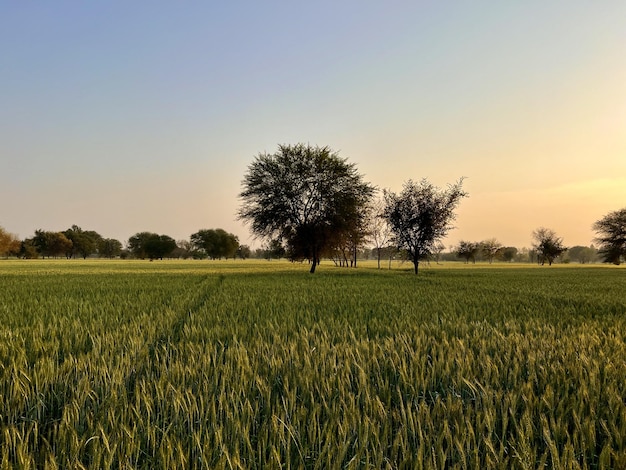 Ein Weizenfeld mit Bäumen im Vordergrund und einem Sonnenuntergang im Hintergrund