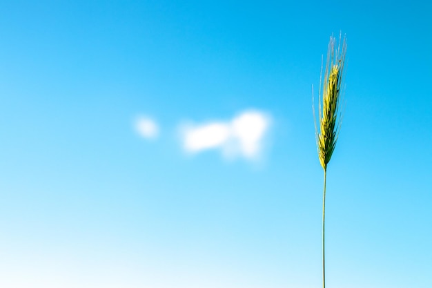 Ein Weizenfeld mit blauem Himmel im Hintergrund Landwirtschaftskonzept