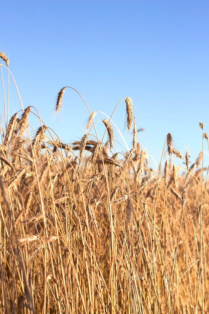 ein Weizenfeld mit einem klaren blauen Himmel im Hintergrund