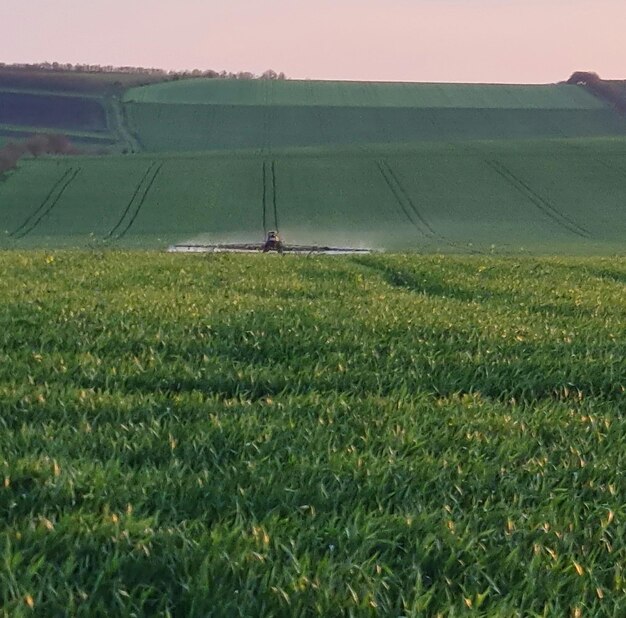 Ein Weizenfeld mit einem Sprüher, der das Feld besprüht.