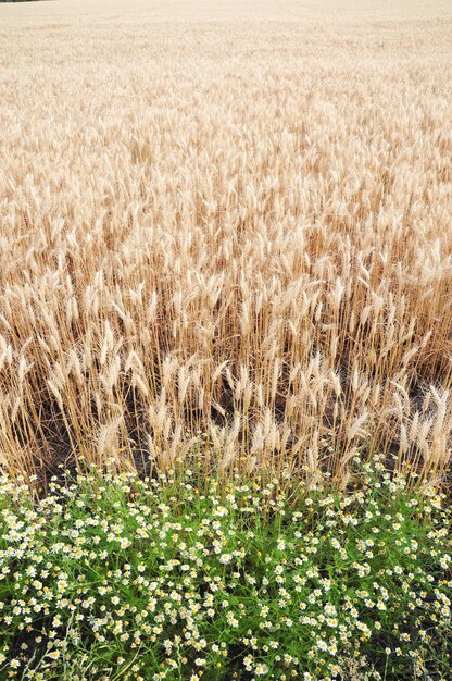 Ein Weizenfeld mit kleinen weißen Gänseblümchen im Vordergrund.