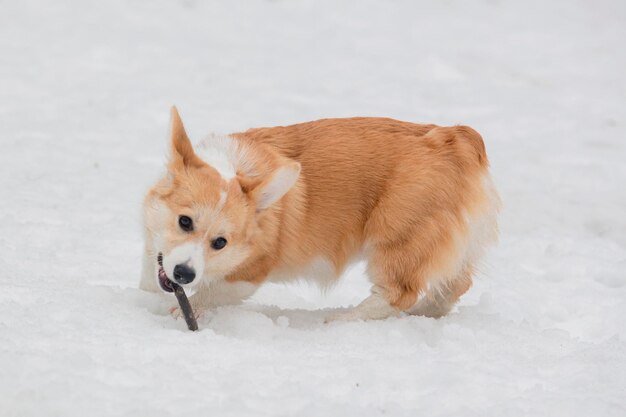 Ein Welischer Corgi-Hündchen spielt auf einer schneebedeckten Lichtung mit einem Stock