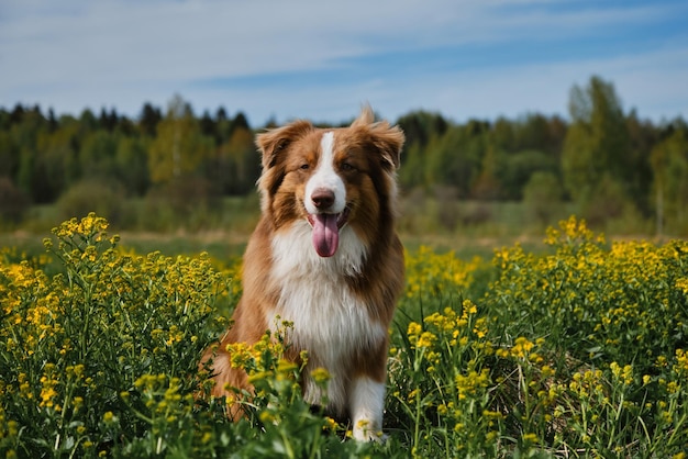 Ein Welpe auf Spaziergang Schöner brauner Australian Shepherd sitzt im Rapsfeld und lächelt Charmanter reinrassiger Hund auf blühendem gelbem Feld in Blumen im Sommer oder späten Frühling