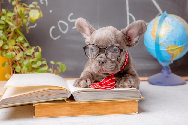 Ein Welpe der französischen Bulldogge auf dem Hintergrund einer Tafel mit Brille und Büchern