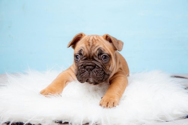 Ein Welpe der französischen Bulldogge auf einem blauen Hintergrund