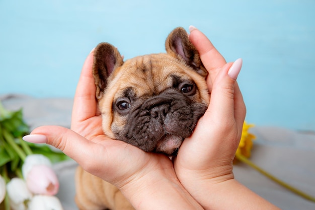 Ein Welpe der französischen Bulldogge auf einem blauen Hintergrund