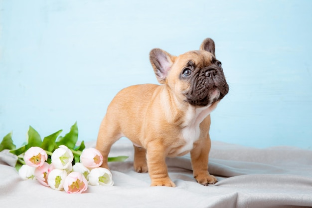 Ein welpe der französischen bulldogge auf einem blauen hintergrund