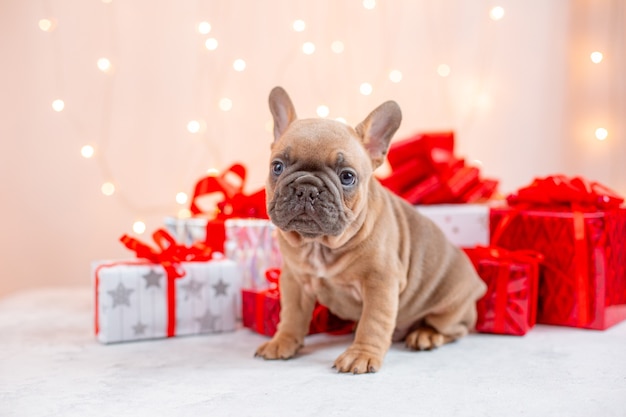 Ein Welpe der französischen Bulldogge auf einem Neujahrshintergrund mit Geschenken