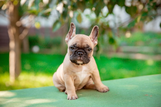 Ein Welpe der französischen Bulldogge auf einem Spaziergang