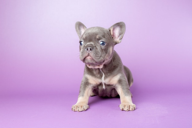 ein Welpe der französischen Bulldogge auf violettem Hintergrund