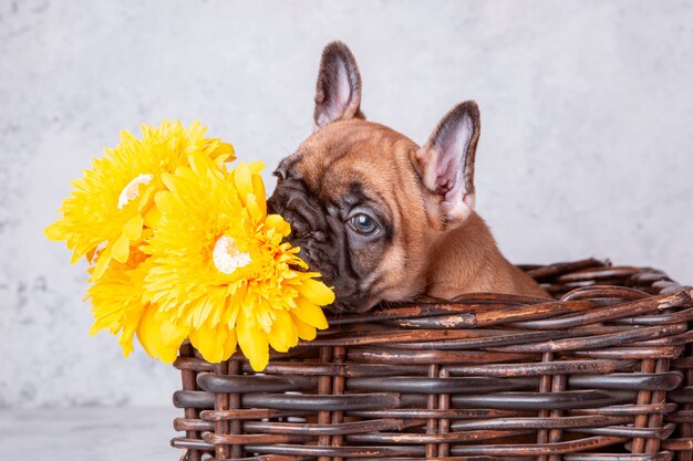 Ein Welpe der französischen Bulldogge in einem Korb