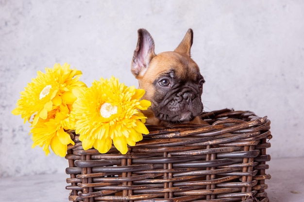 Ein welpe der französischen bulldogge in einem korb