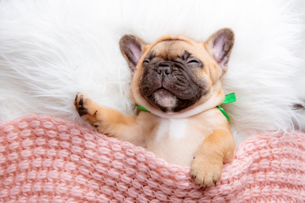 Ein Welpe der französischen Bulldogge schläft auf einer Decke von oben