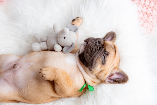 Ein Welpe der französischen Bulldogge schläft mit einem Spielzeug auf einer Decke