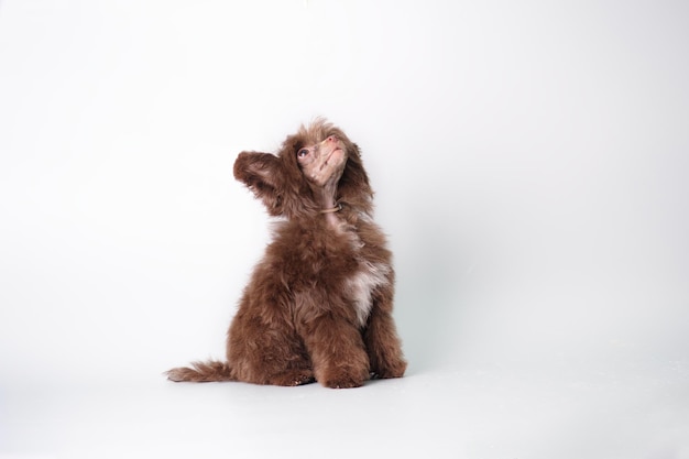 Ein Welpe eines Chinesischen Schopfhundes sitzt und schaut auf einem grauen Hintergrund nach oben