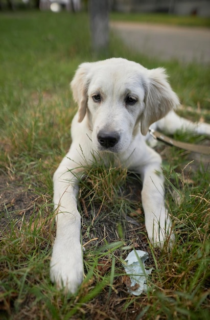 Ein Welpe eines Golden Retriever liegt im Sommer auf einer Wiese in einem Park. ein Golden Retriever im Park