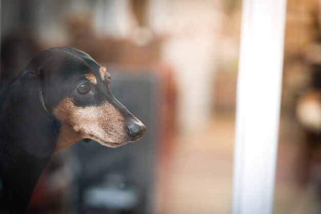 Ein Welpe schaut aus dem Fenster