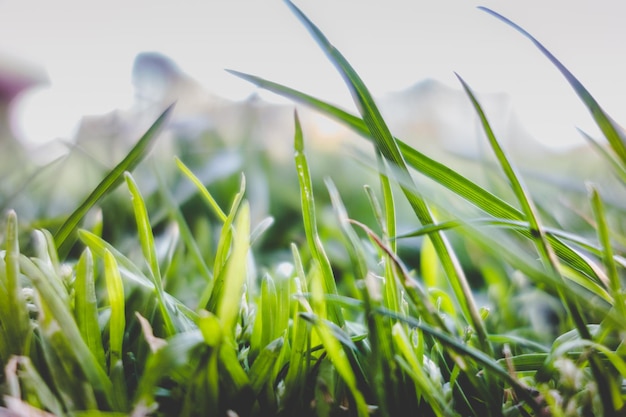 Ein wenig Gras im Makro