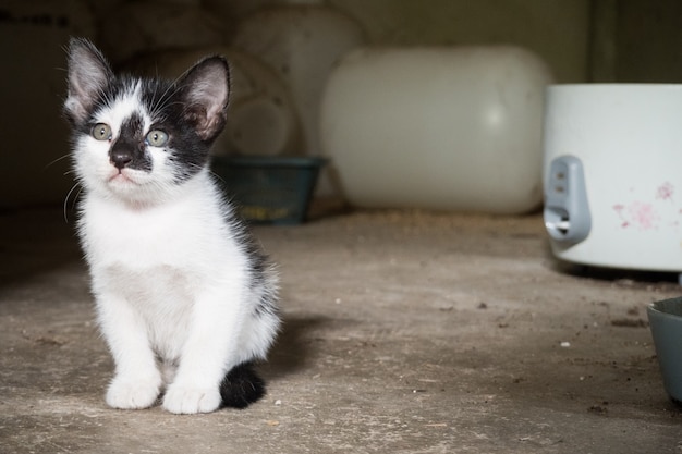 ein wenig schlecht Katze sitzt.