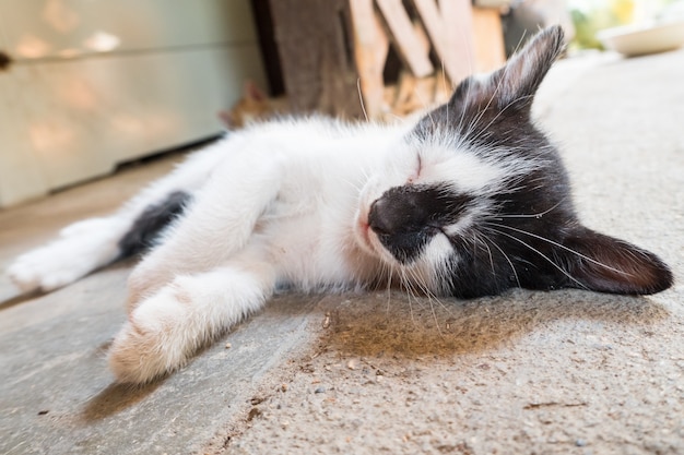 ein wenig schlecht Katze und Spinnennetz.